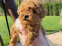 Oyuncak Ayıcık Görünümlü Red Poodle Yavrularımız
