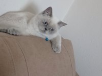 Blue point british shorthair