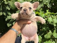 Tospik French Bulldog Yavrular (Ped Eğitimli)