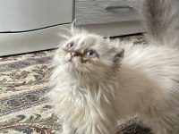 British Longhair