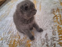 Scottish fold 2,5 aylık olup tuvalet eğitimi tamamlanmıştır