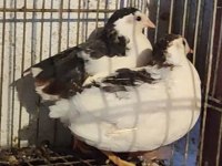 MİNYATÜR ÇİN BILDIRCINI (TAKIM CİVCİV YUMURTA)