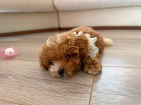 Orijinal teacup gerçek Maltipoo