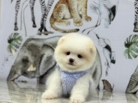 EN İYİSİNİ İSTEYENE POMERANİAN BOO