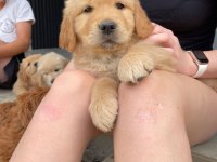 Baby golden retriever