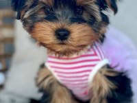 Hipoalerjenik tüylere sahip yavru köpekler