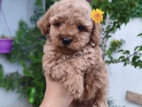 Dişi Poodle Bebek