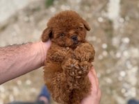 Kore Teacup Poodle Yavrularımız