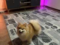 Pomeranian Spitz Köpeklerimiz