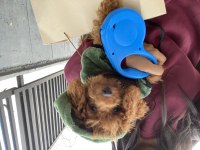 VETERİNER DESTEKLİ TOY POODLE