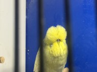 ÜST VASIF GRİ SARI YÜZ SP ŞHOW JUMBO ERKEK KUŞUMUZ