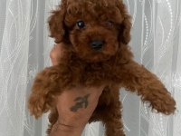 Kore erkek toy poodle bebekler