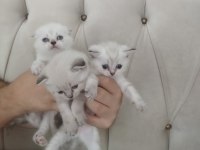 Scottish Fold Blue Point Yavrularımız