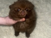 Pomeranian boo çikolata ve merle rengi