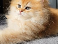 Yeni yuvasını arayan 2 buçuk aylık erkek british longhair