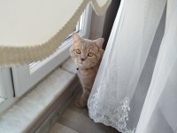 Bal küpü british shorthair