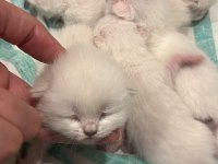 British longhair birbirinden güzel bebekler