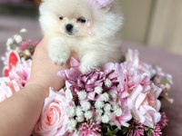 TEACUP KISA BURUR POMERANİAN PRENSES
