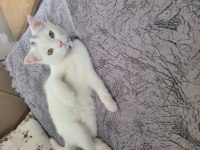 Scottish Fold Kedi