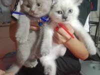 Yavru kediler yeni yuvasına gitmeye hazır