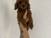 Redbrown toy poodle