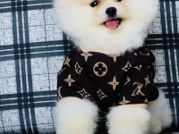 Pomeranian Boo