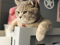 16 Aylık British Shorthair