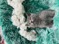 Güzel british shorthair yavrular yeni yuvalarını arıyor