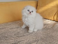 2.5 aylık anne baba şecereli british longhair yavrular