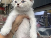 Scottish fold erkek Point bebekler
