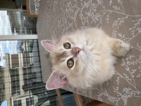 British Longhair AY11 erkek yavrumuza yuva arıyoruz