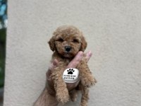 TOY POODLE DİŞİ - ERKEK