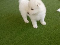 SAMOYED YAVRULARI ORİJİNAL SAFKAN