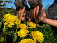 Labrador retriever yavrularımız