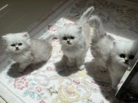 Silver dişi british longhair yavrular