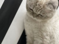1 yaşındaki dişi scottish fold kedimizi sahiplendiriyoruz