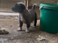 Aslan Kangal Yavruları