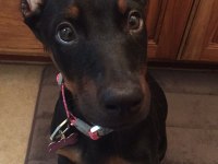 Sizi Her Şekil Motive Eden Doberman