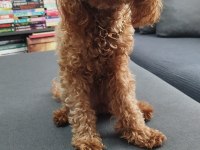 Toy poodle orjinal