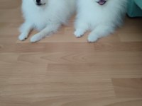 3.5 aylık pomeranian yavrularımız