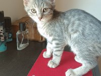 British shorthair