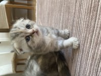 SCOTTİSH VE BRİTİSH 30 GÜNLÜK YAVRULAR