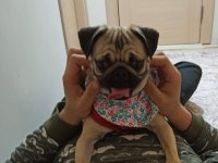 3 yaşında pug kızım yeni sahibi arıyor