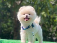 Pomeranian