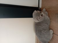 Scottish fold cins kedimiz