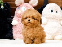 ANTIALERJIK TOY POODLE BEBEKLERIM