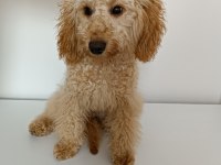 WC EĞİTİMLİ 6 AYLIK TOY POODLE ŞANS
