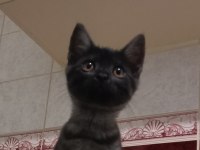 Yarı Bombay Yavru Siyah Desenli Kedi 3 Aylık Yuva Arıyor