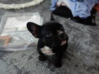 A+A kalite merle french bulldog