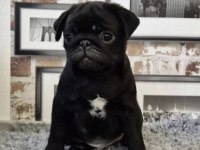 Pug Safkan Siyah